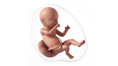 40. týden těhotenství v kostce.