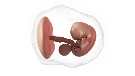 7. týden těhotenství: První pohyby a první lékař