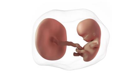 9. týden těhotenství: Těhotenská průkazka