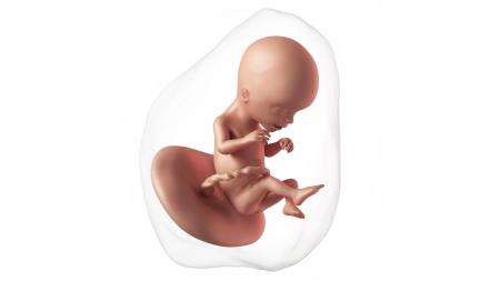 17. týden těhotenství: Jak se mění kůže?
