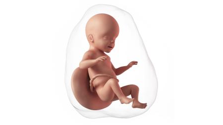 26. týden těhotenství: Pravák, nebo levák?