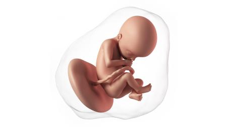 22. týden těhotenství: Už umí škytat