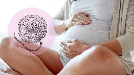 Placenta: K čemu slouží a jaké má využití?