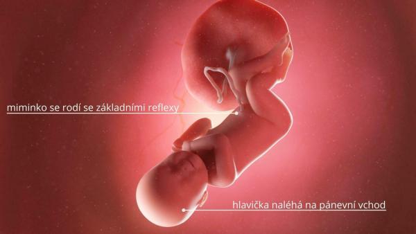 Jak se vyvíjí miminko ve 40. týdnu těhotenství?