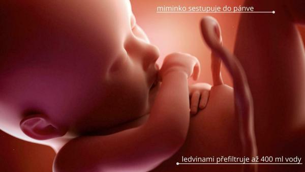 36. týden těhotenství. Jak se vyvíjí miminko?