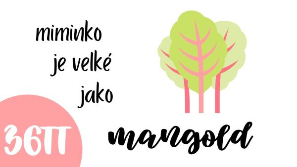 36. týden těhotenství. Jak vypadá miminko?