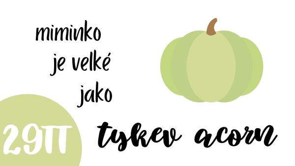 Jak vypadá miminko?