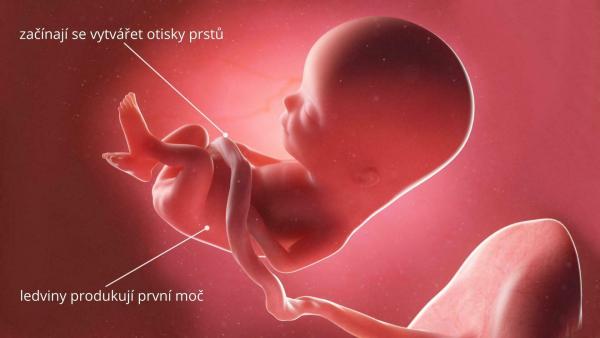 Jak se vyvíjí miminko v 13. týdnu těhotenství?