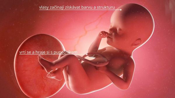 Jak se vyvíjí miminko ve 25. týdnu těhotenství?