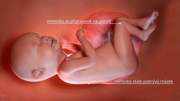 Jak se vyvíjí miminko ve 39. týdnu těhotenství?