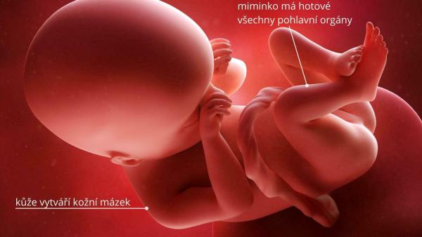 Jak se vyvíjí miminko v 19. týdnu těhotenství?
