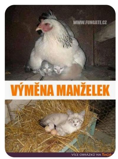 Filmy, seriály, muzika, knížky, hry | Výměna manželek