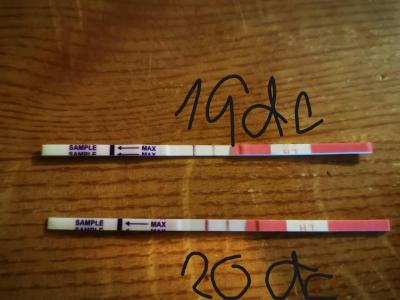 Testování a těhotenský test | Ovulace, zahnizdění, špinění