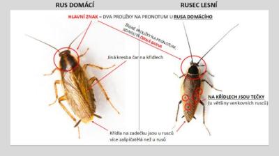 Domácnost | Je to rus domaci?
