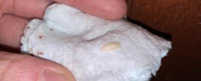 Domácnost | Larva v domě