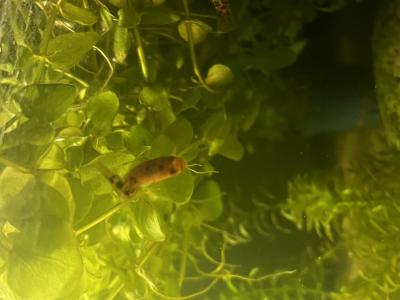 Zvířata | Nemocná akvarijní rybička