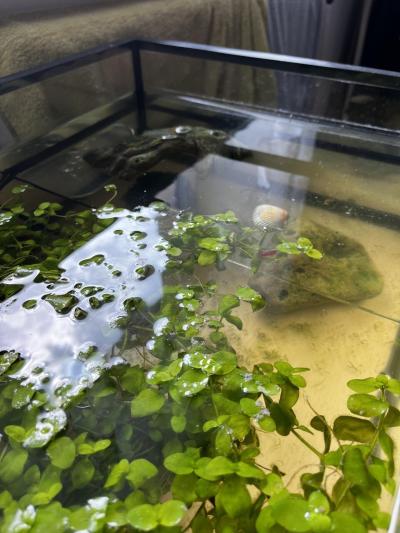 Zvířata | Nemocná akvarijní rybička