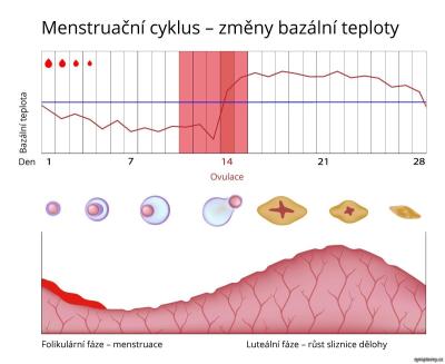 Snažení | Bazální teplota dotaz