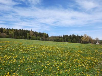 BŘEZINY