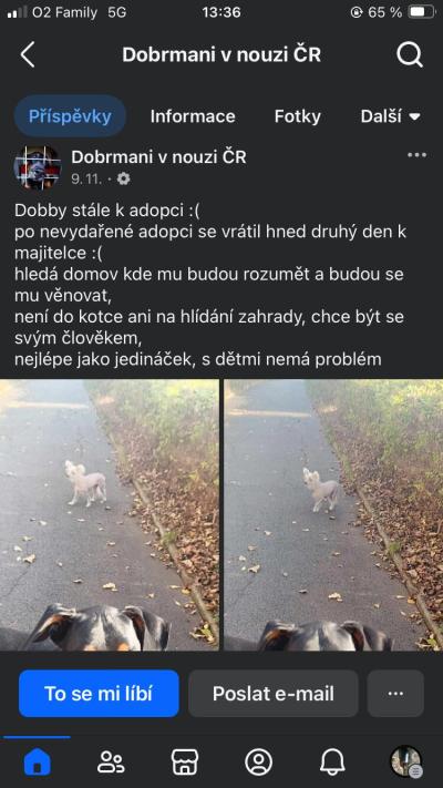 Sama s dětmi | Nevím, co dělat se psem.