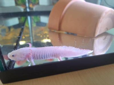 Zvířata | Axolotl,nevíte prosím?