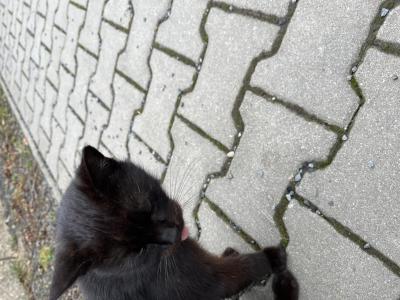 Zvířata | Zvíře na ulici
