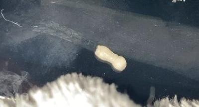Domácnost | Larva v domě