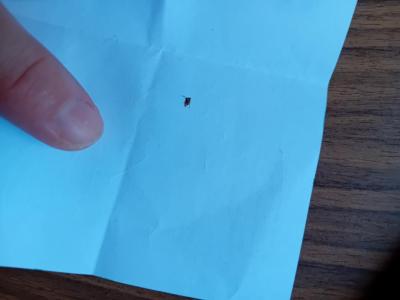 Zdravotní potíže dospělých | Štěnice, nebo blecha?