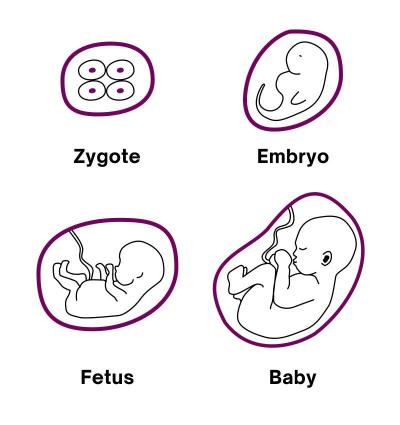 Centra asistované reprodukce | IVF pro single ženy. Chtěli byste změnu legislativy?