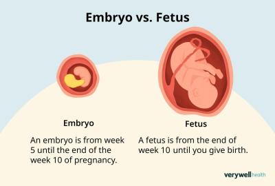 Centra asistované reprodukce | IVF pro single ženy. Chtěli byste změnu legislativy?
