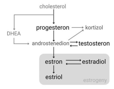 Zdravotní potíže dospělých | Nedostatek testosteronu u ženy - suplementace