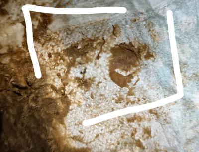 Alergie a ekzémy | Hlen a krev ve stolici kojence - dieta bez efektu