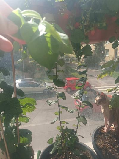 Květiny a zahrada | Sloupovitá/ zakrslá hrušeň