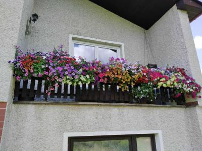 Květiny a zahrada | Balkon s přímým sluncem