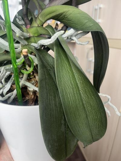 Květiny a zahrada | Orchidej “ofoukla”