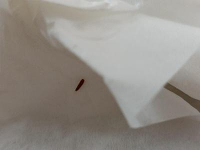 Domácnost | Škůdci v textilu