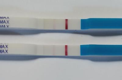 14dpo
