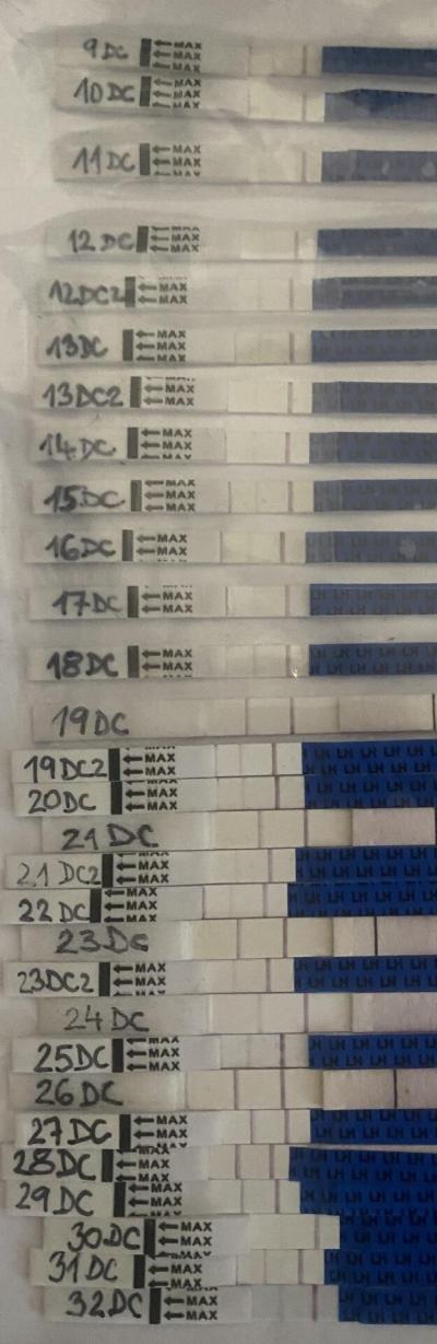 Testování a těhotenský test | Ovulace: prosím o radu, výsledky ovulačních testů