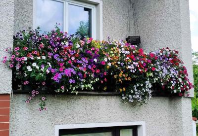 Květiny a zahrada | Balkon s přímým sluncem, které květiny mám vysadit?