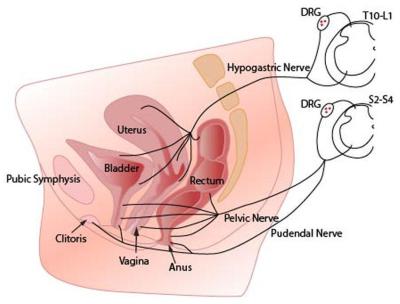 Gynekologické potíže | Orgasmus po hysterektomii