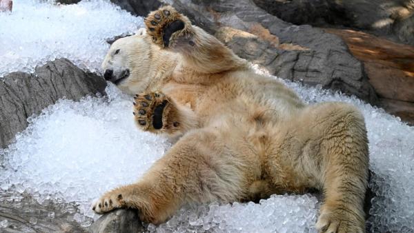 Pražská zoo na Den dětí každoročně připravuje speciální program.