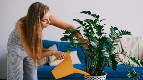 Rostlinou, která má ráda vyšší teploty je například zamioculcas.