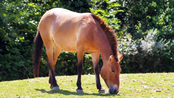 Kromě koní Převalského se pražská zoo chystá chovat i ohrožené divoké velbloudy, taktéž z Mongolska.